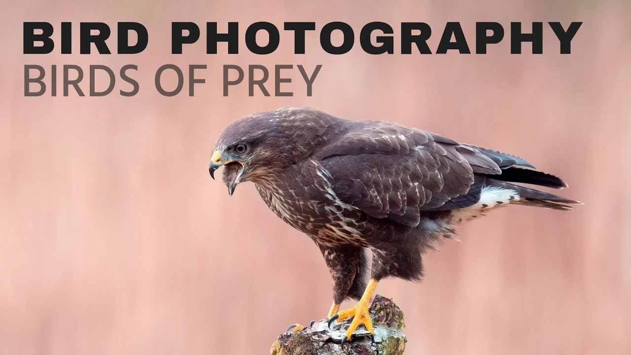 BIRD PHOTOGRAPHY | Photographing birds of prey