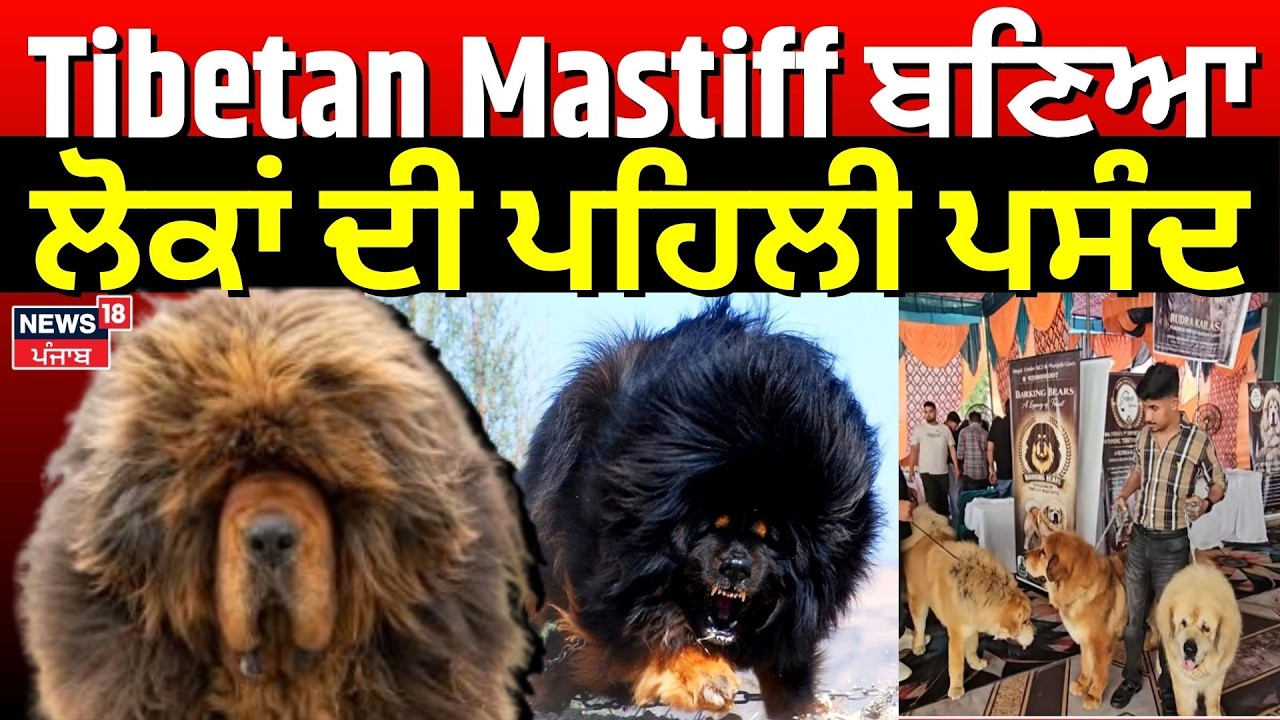 Sangrur News | Tibetan Mastiff ਬਣਿਆ ਲੋਕਾਂ ਦੀ ਪਹਿਲੀ ਪਸੰਦ | Popular Dog Breeds in punjab | N18V