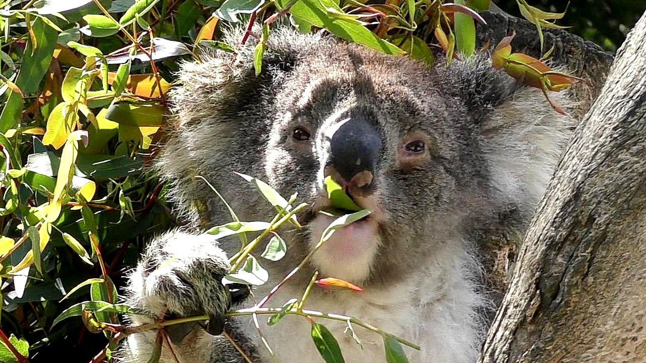 Koala (Phascolarctos cinereus) at a Wildlife Park