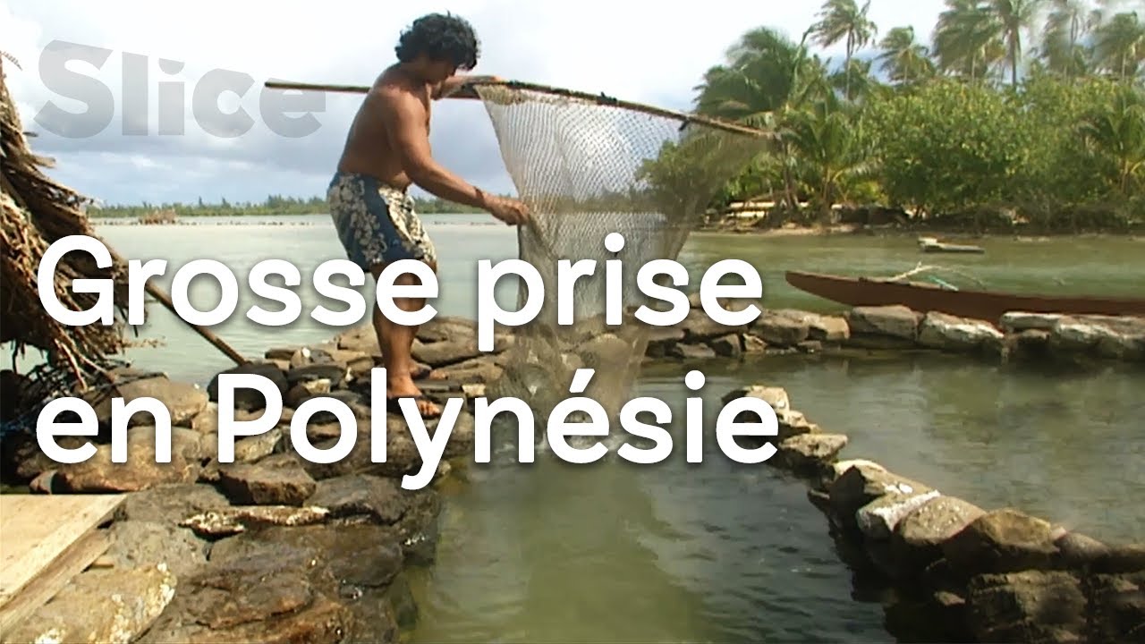 La pêche dans un piège à poissons | SLICE