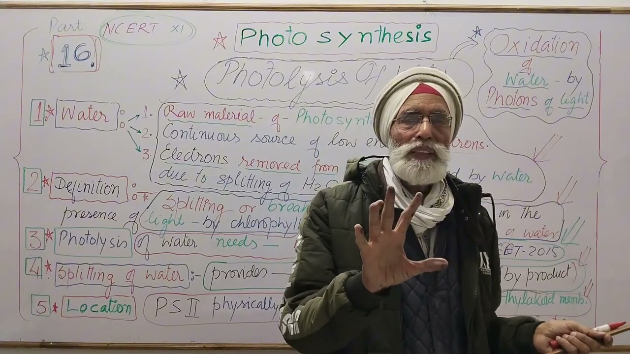 Photosynthesis : Photolysis Of Water