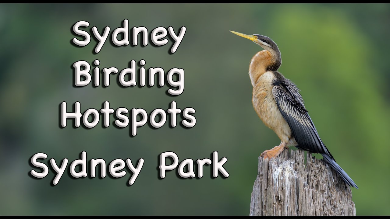 Sydney Birding Hotspots - #21 Sydney Park