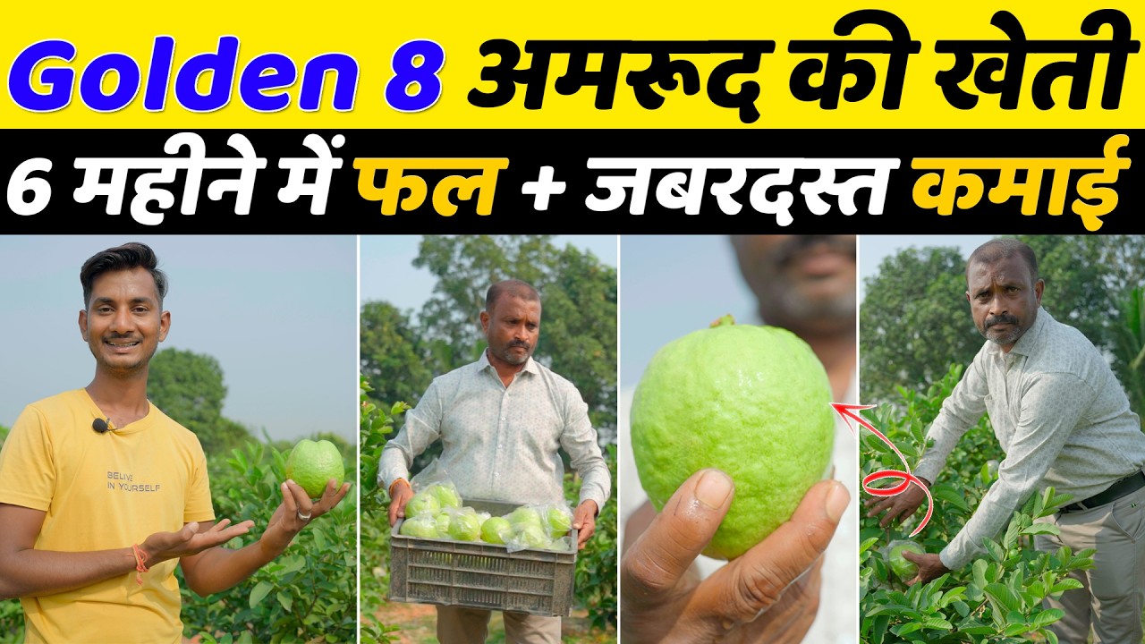 Заработайте 3–5 лакхов ₹ на выращивании гуавы Golden 8 // 🌱Golden 8 Amrud Ki Kheti // Фермерство ...