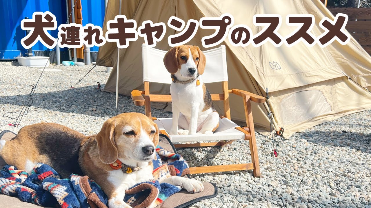 【キャンプ】2泊3日 愛犬と一緒に楽しむキャンプの過ごし方【アウトドアで盛り上がるゲーム？モルック初体験】