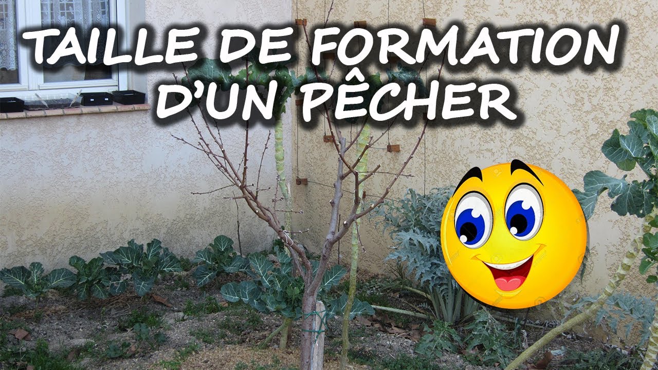 Taille d'un p&ecirc;cher en gobelet