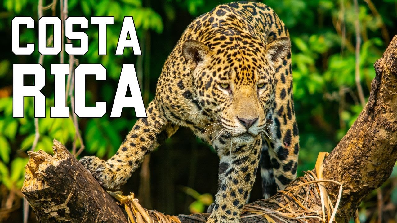 COSTA RICA SALVAJE | Criaturas esquivas y selvas inexploradas