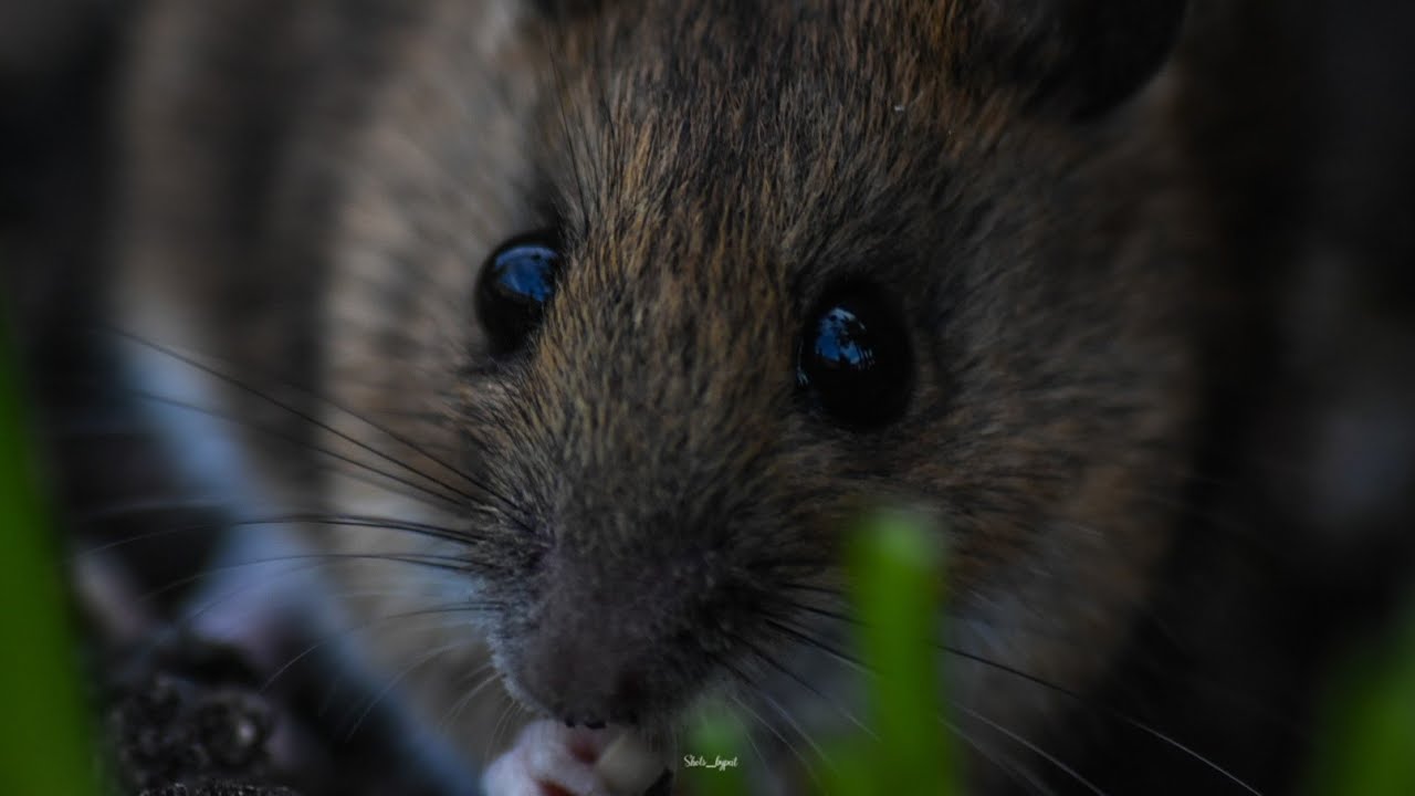 Mouse video. Mouse and birds feeding asmr cat&dog tv