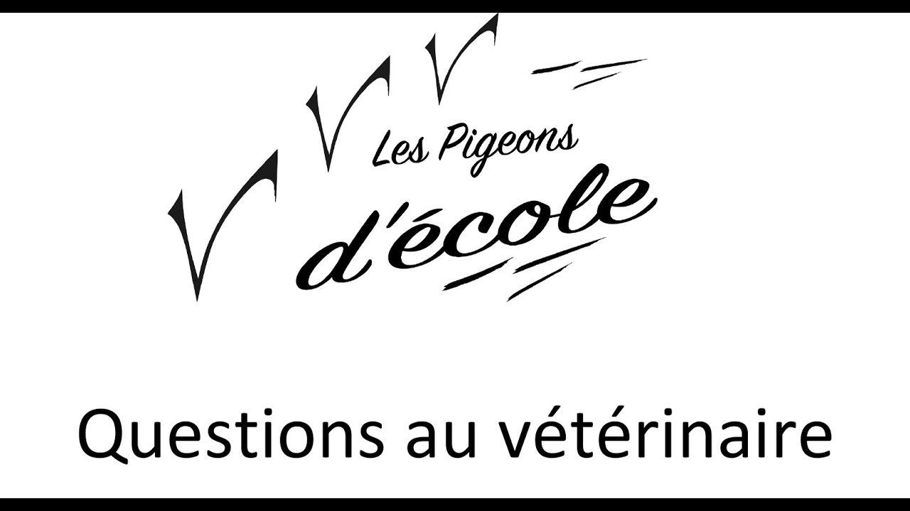 7. Questions au vétérinaire