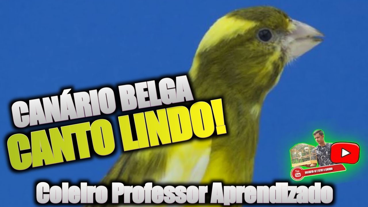 6 HORAS DE BADERNA DE CAN&Aacute;RIO BELGA