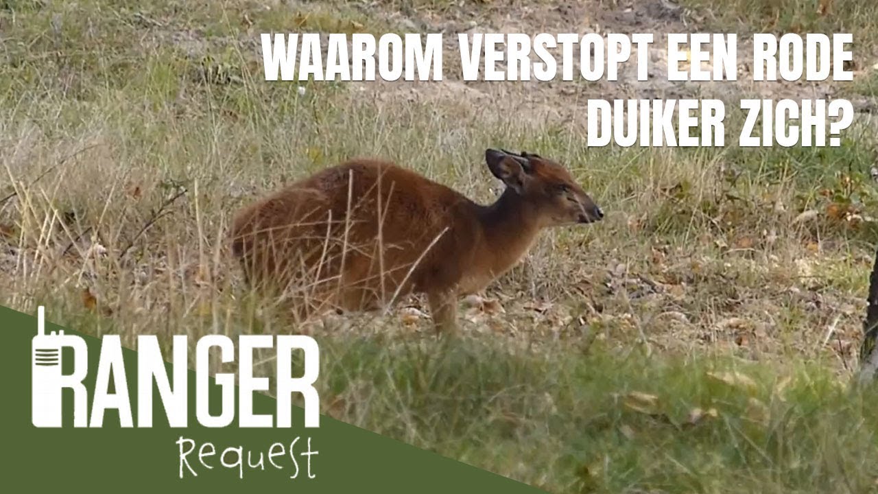 WAAROM VERSTOPT EEN RODE DUIKER ZICH? | Ranger Request