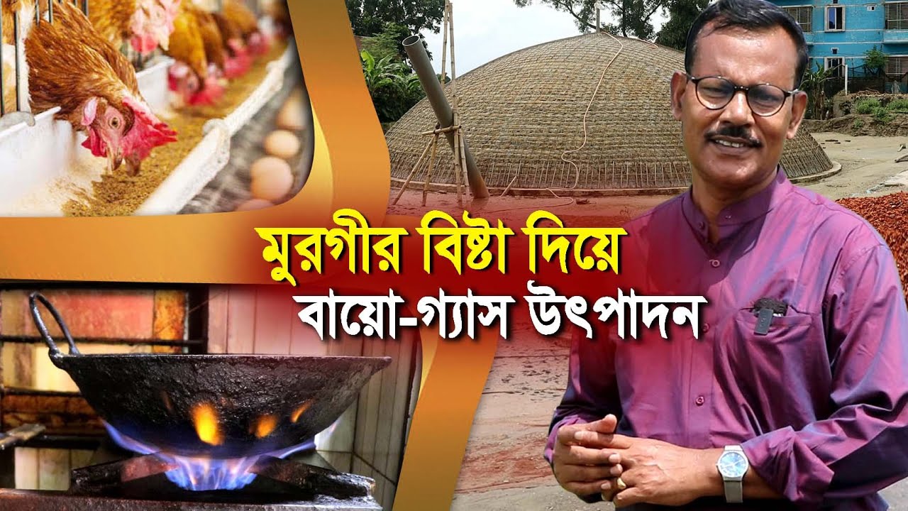 1073- লেয়ার মুরগীর বিশাল ফার্ম সাথে বায়োগ্যাস, বি-বাড়িয়া-র.ই মানিক চিত্রপুরী Chitrapuri Krishichitra