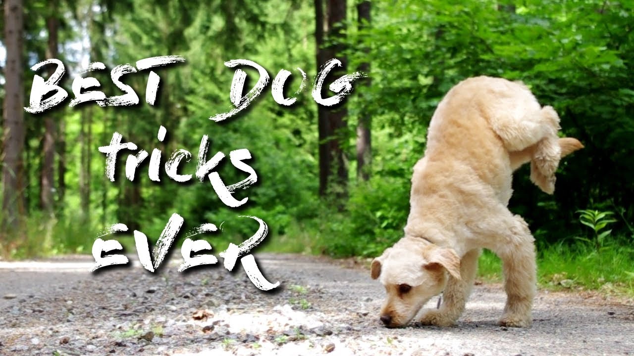 BEST dog tricks EVER by Jade, Justy & Jerry the dogs!