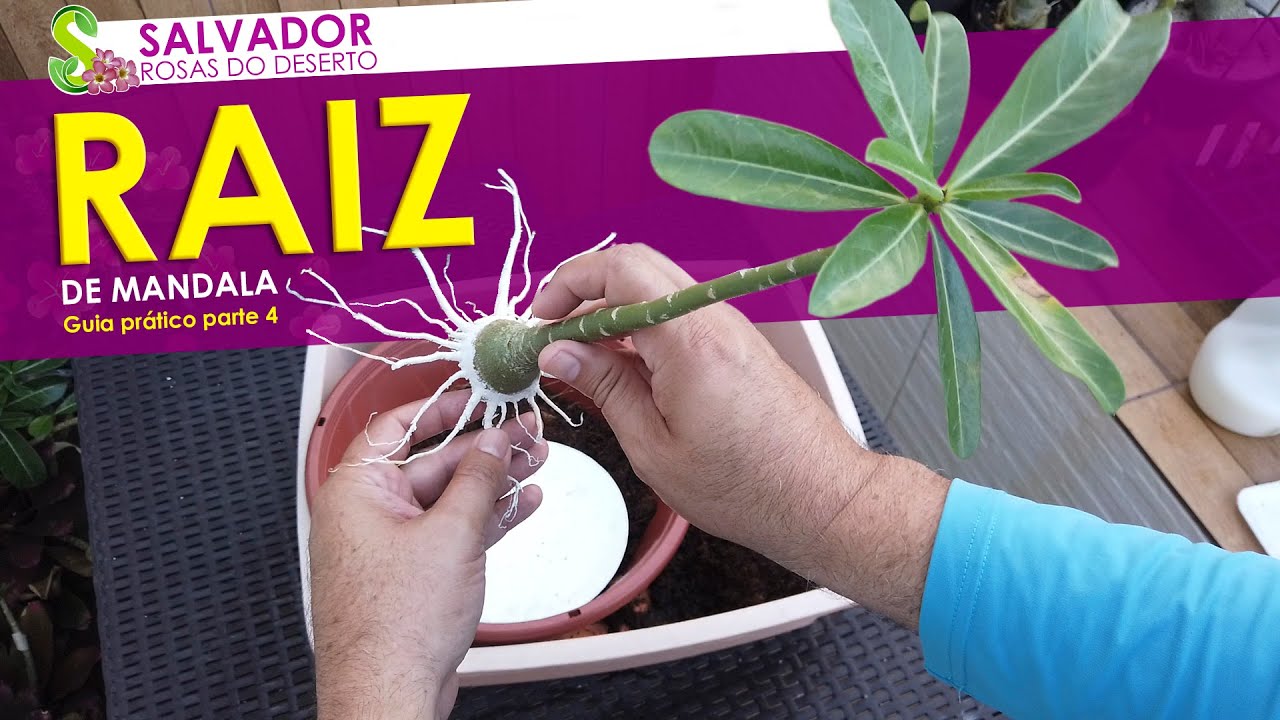 Raiz em forma de MANDALA guia pratico parte 4