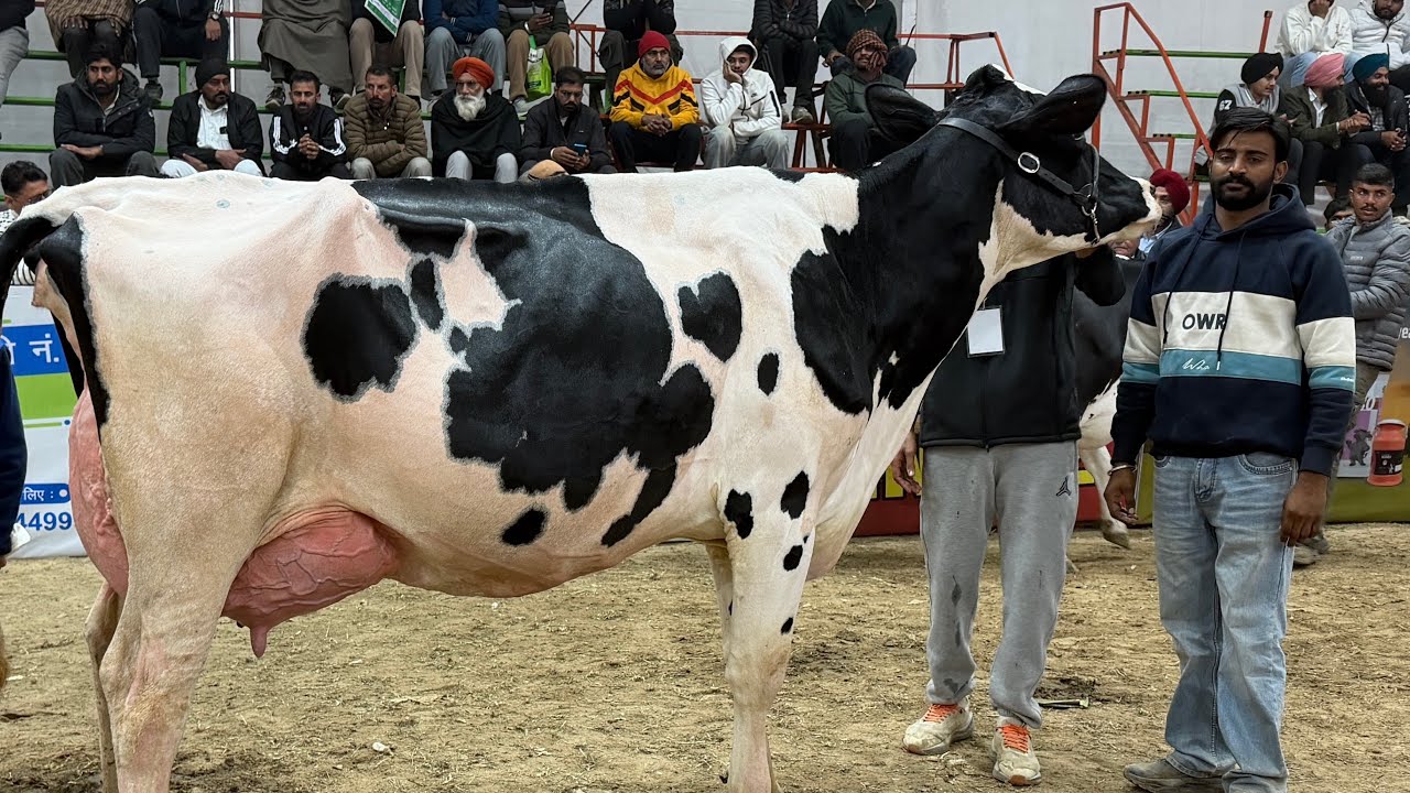Competition Level Breed with high Milking capacity || Jashan dairy Farm