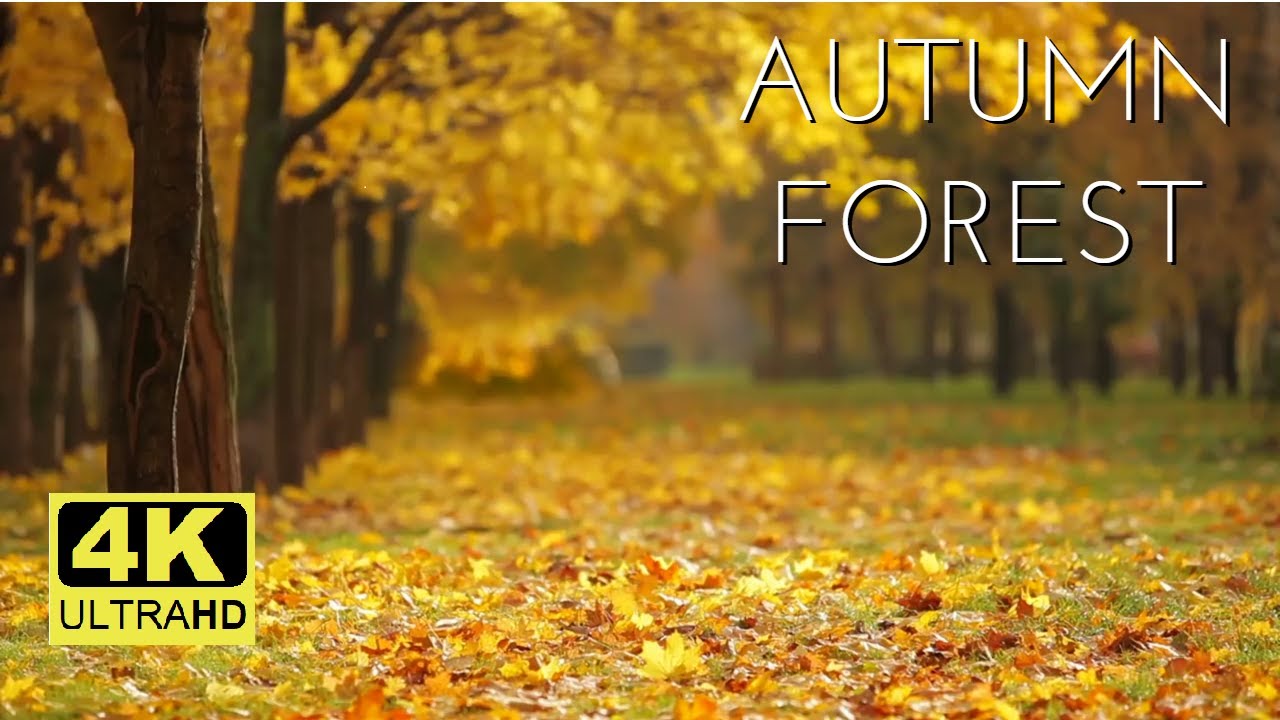 Bright Autumn Forest | 4K Relaxing Autumn Fall Forest To Help Relax | Gentle Wind And Birdsong Sound
