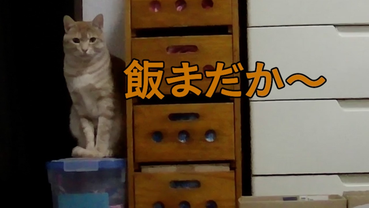 朝ごはんまだかな【今日のニャンズ】