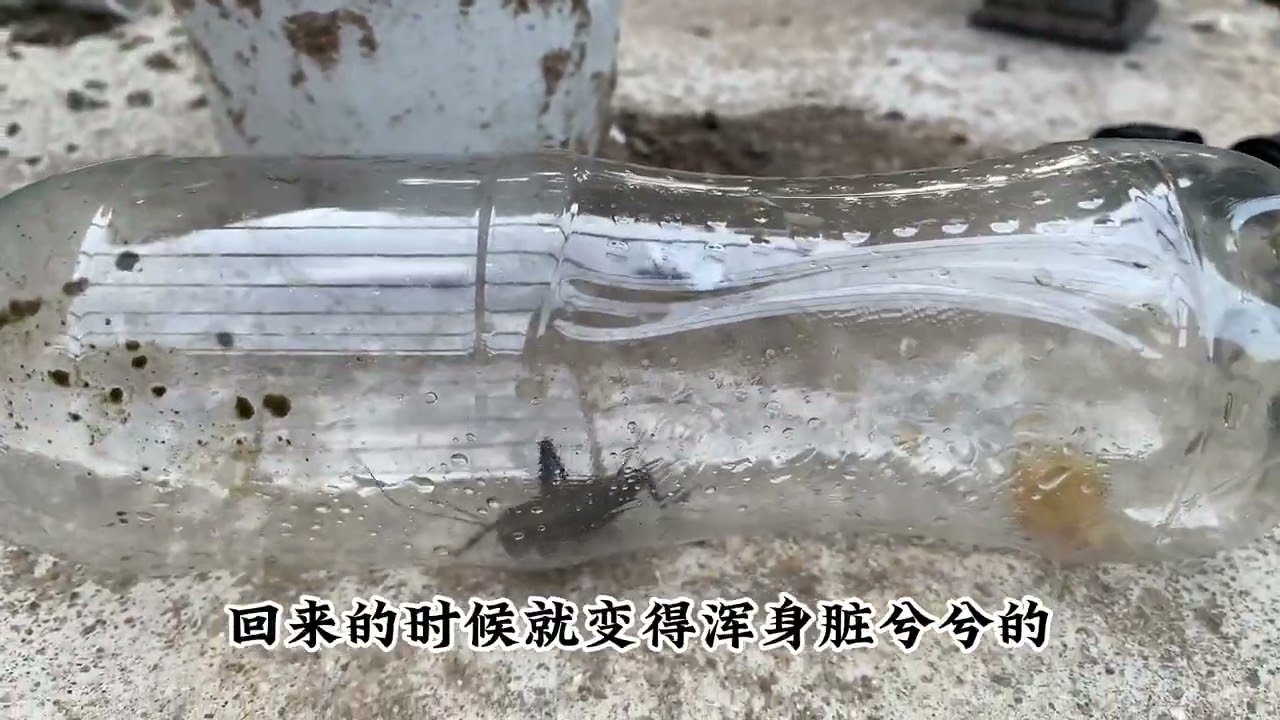 大家看看这个蟋蟀能值多少钱，给钱就卖哈哈哈#我的乡村生活 #小院改造 #新农人计划2023 #蟋蟀 #蛐蛐