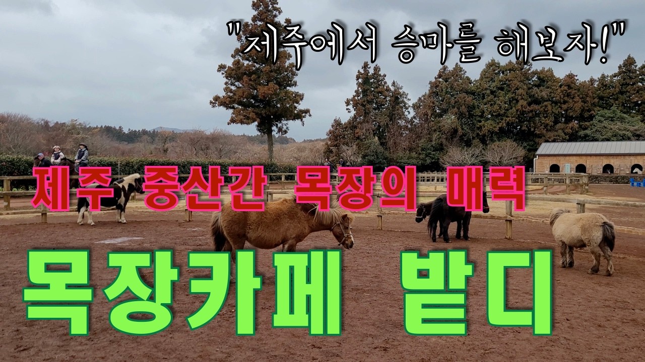 목장 카페 밭디 - 제주 중간간 목장의 매력, 아이들과 승마를 해봐요!