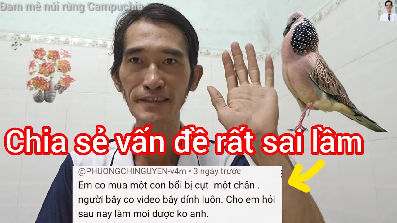 Đam mê núi rừng Campuchia- chia sẻ một vấn đề không nên khi chọn chim cu gáy bổi 