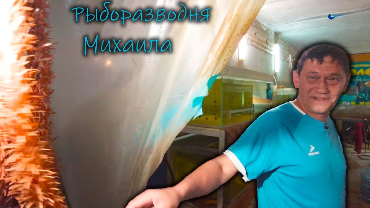 Рыборазводня Михаила г.Отрадный Самарская область