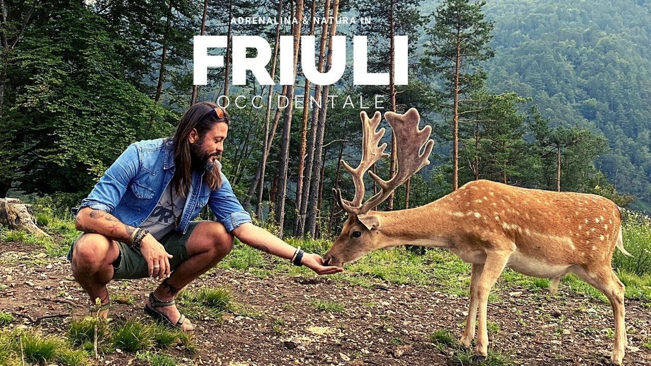 A tu per tu con i daini in Friuli Venezia Giulia