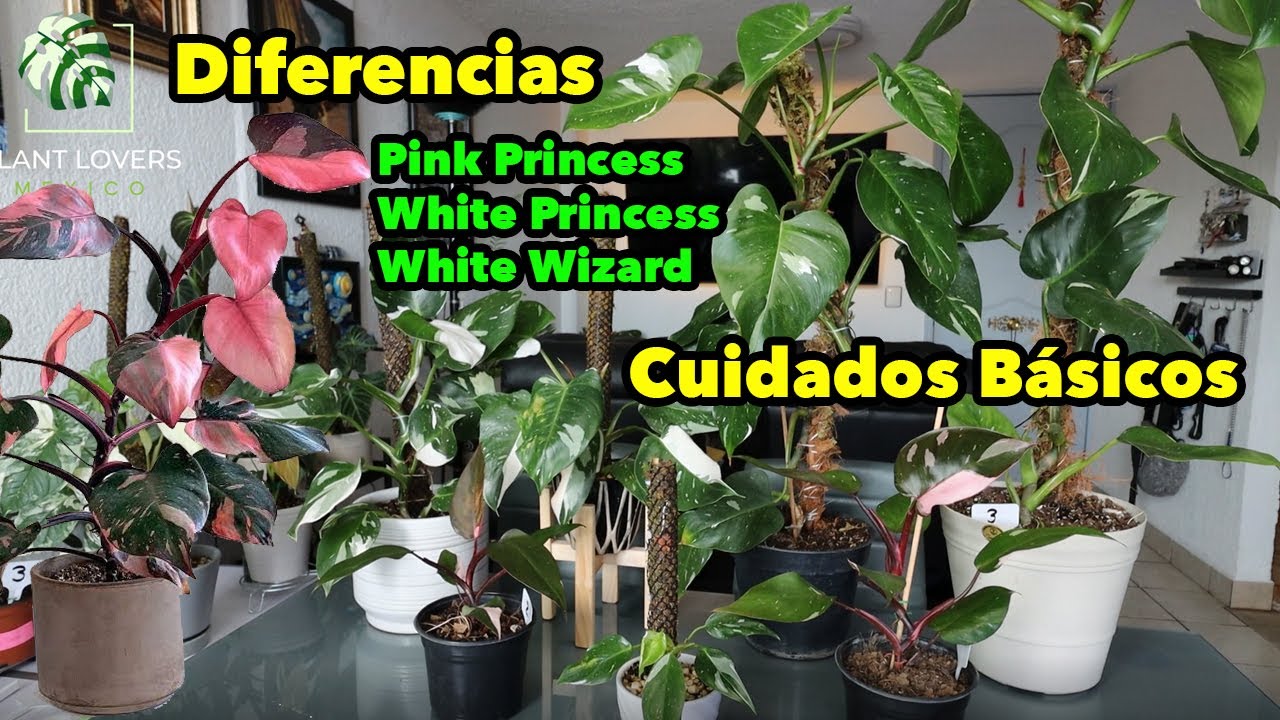 Philodendron Pink Princess - White Princess - White Wizard Diferencias y Cuidados básicos