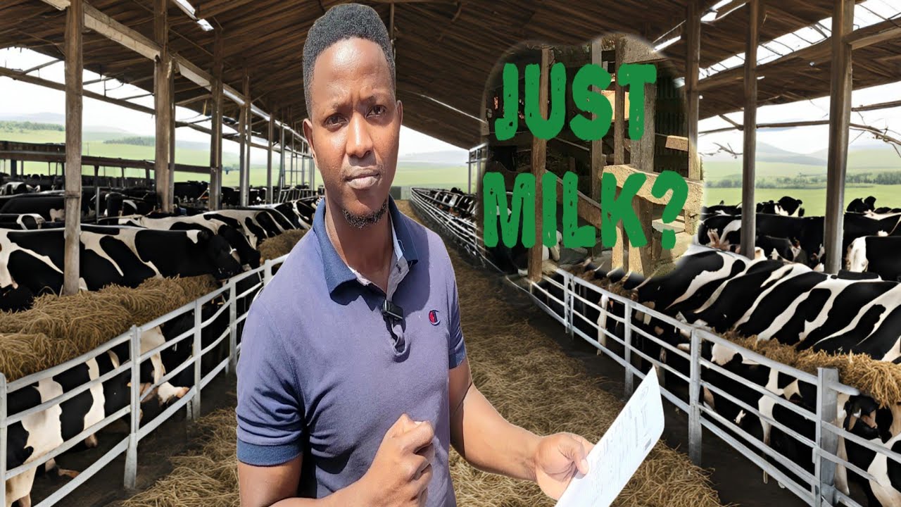 How many ltrs of milk do you need/day to afford a decent life as a dairy farmer