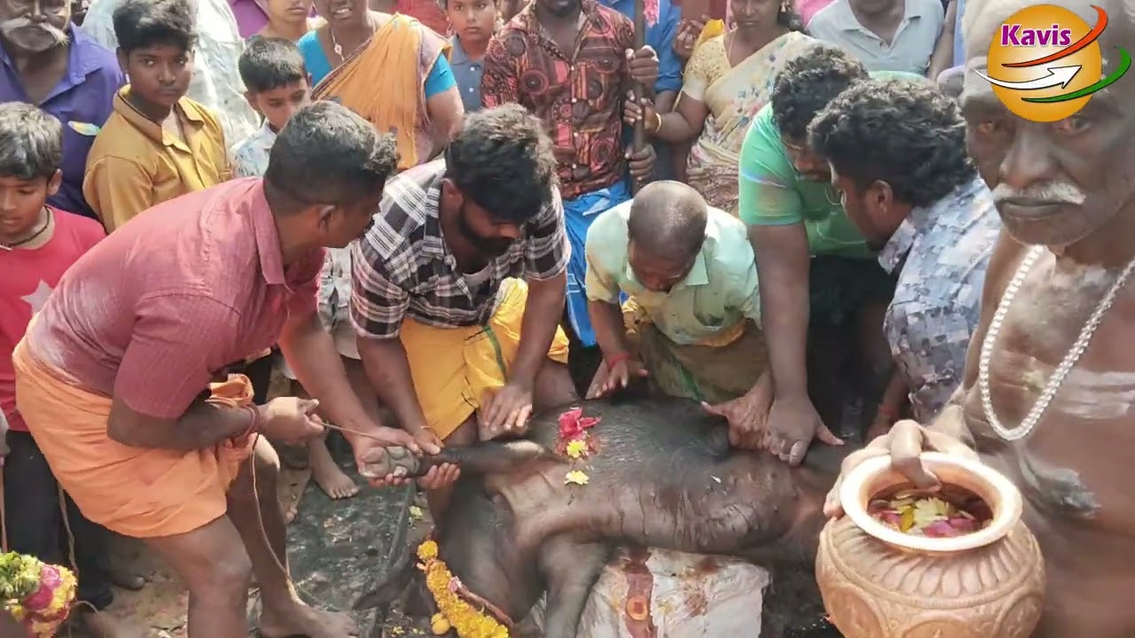 Pasur-Sangalli Karuppan Kovil - Function - 2026 - Part 5