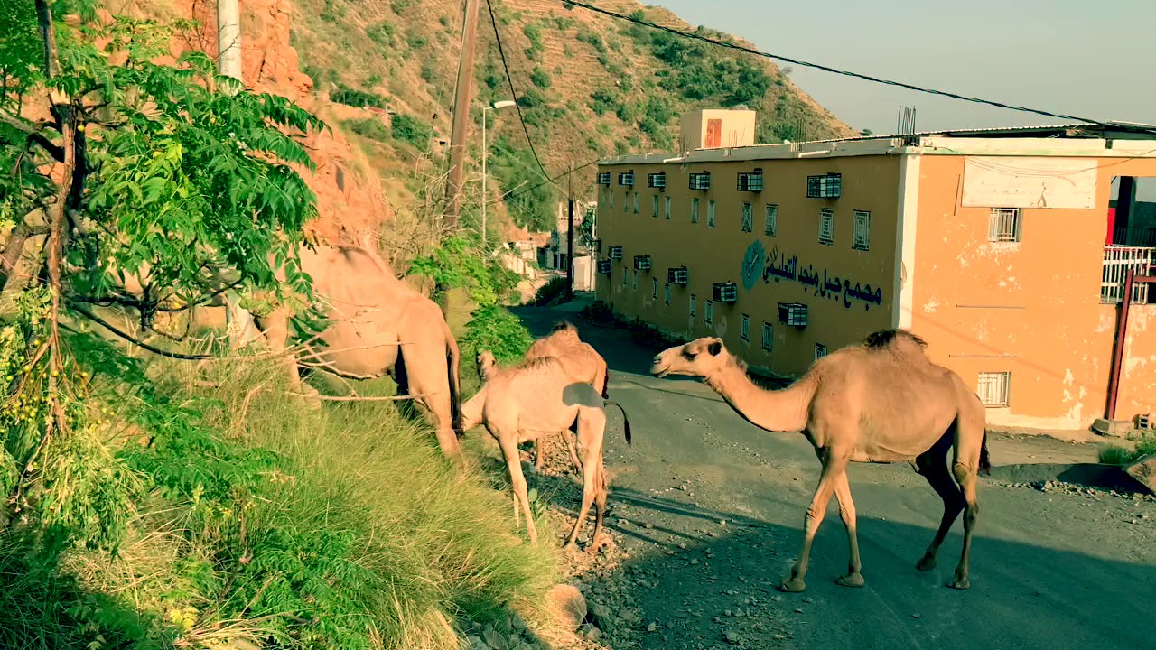#محافظة_هروب  منطقة جازان
