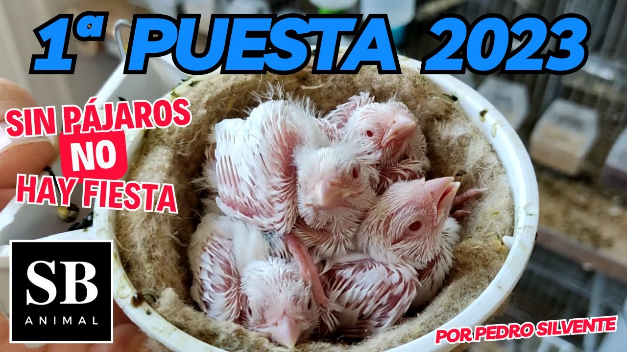 1ª PUESTA 2023 Sin pájaros no hay fiesta