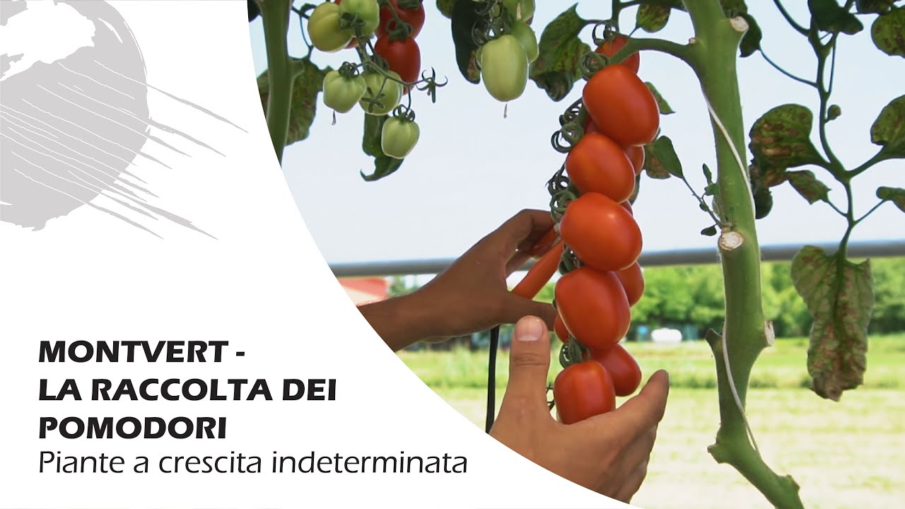 IDROPONICA o ACQUAPONICA? Coltivazione di pomodori