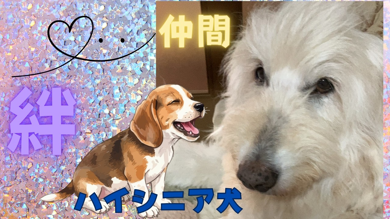 ビーグル犬こころの友達 | ゴールデンドゥードルのモナ