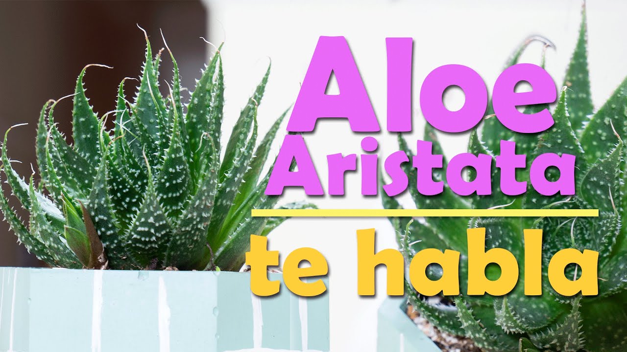 ALOE ARISTATA │ TU PLANTA IDEAL PARA EL HOGAR