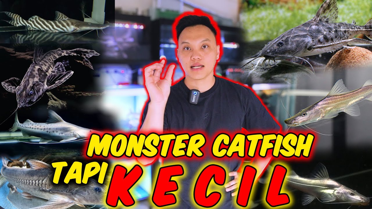MONSTER KECIL TELAH TIBAAA ❗❗ Buddyfish diserbu CATFISH CATFISH LANGKA...