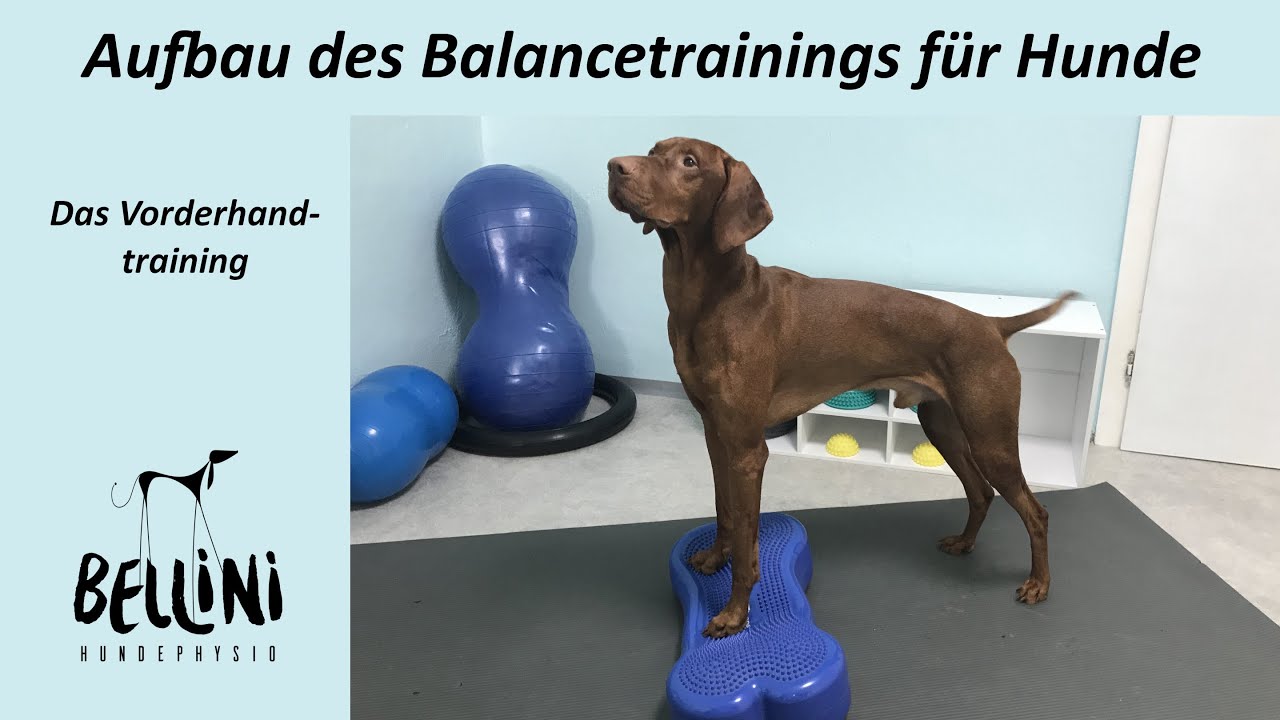Hundefitness - Aufbau des Balancetrainings für Hunde
