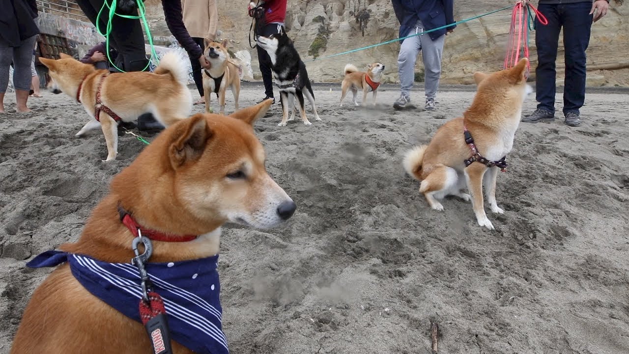 SO MANY SHIBAS!!!