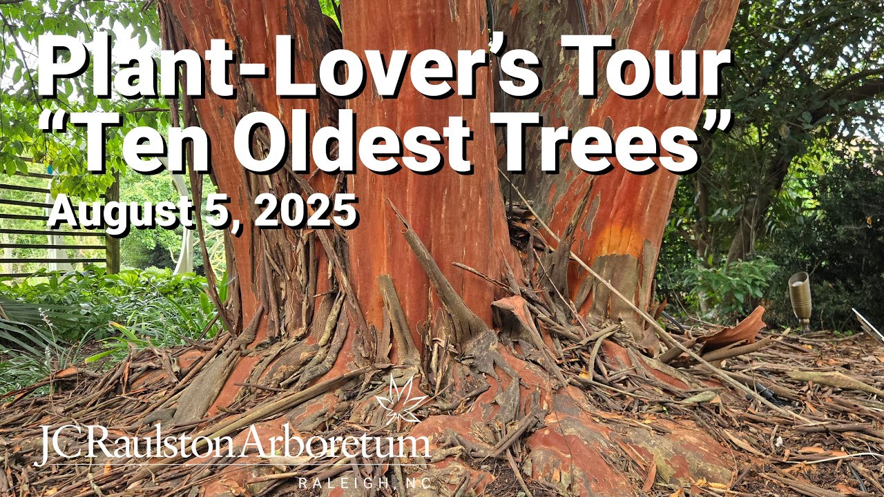 Plant-Lover’s Tour - “The Ten Oldest Trees in the Arboretum”