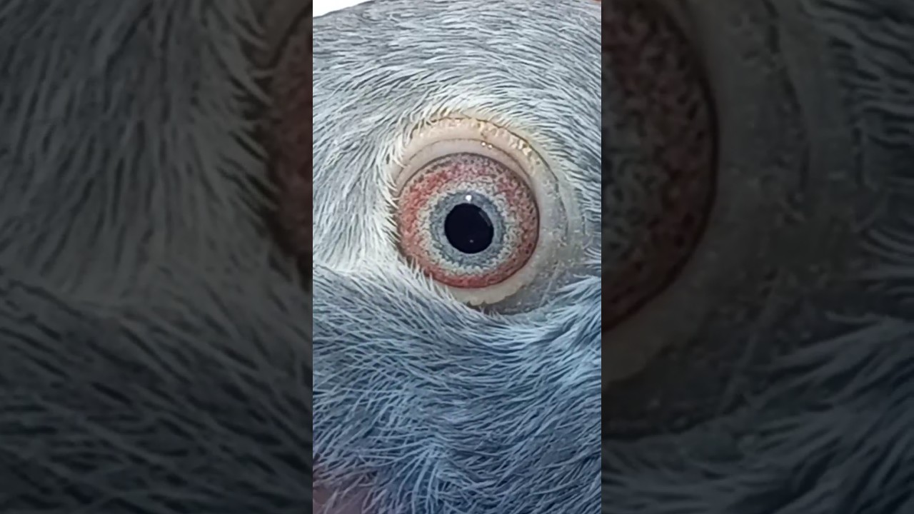 #kabootar #partykhandilawarkhan#breederpigeons #besteyes #shortsvideo