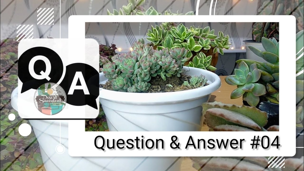 Q&A #04 Usapang Succulents || Commonly asked questions