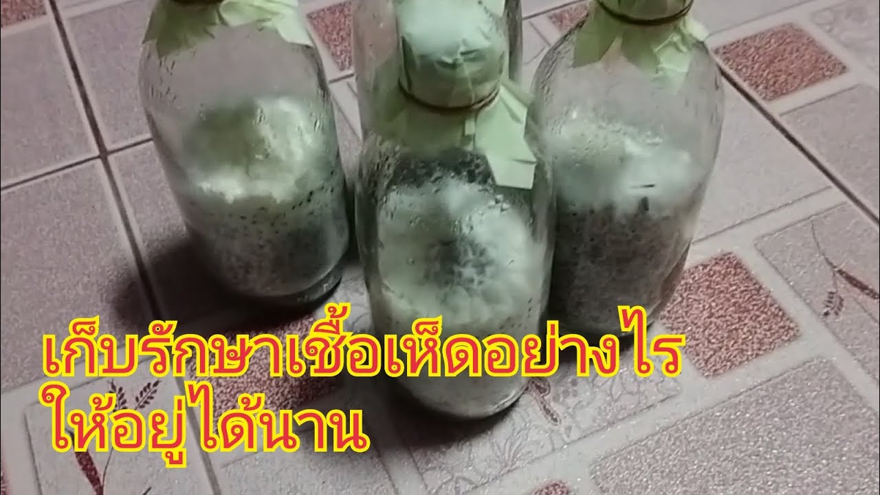 เก็บเชื้อเห็ดขอนดำอย่างไรโดยที่ไม่ต้องมานั่งเขี่ยก่อนหยอดและให้อยู่ได้นานหลังเชื้อเดินเต็ม