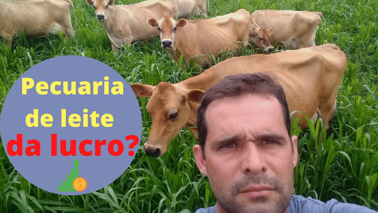 PRODUZIR LEITE DA LUCRO ?