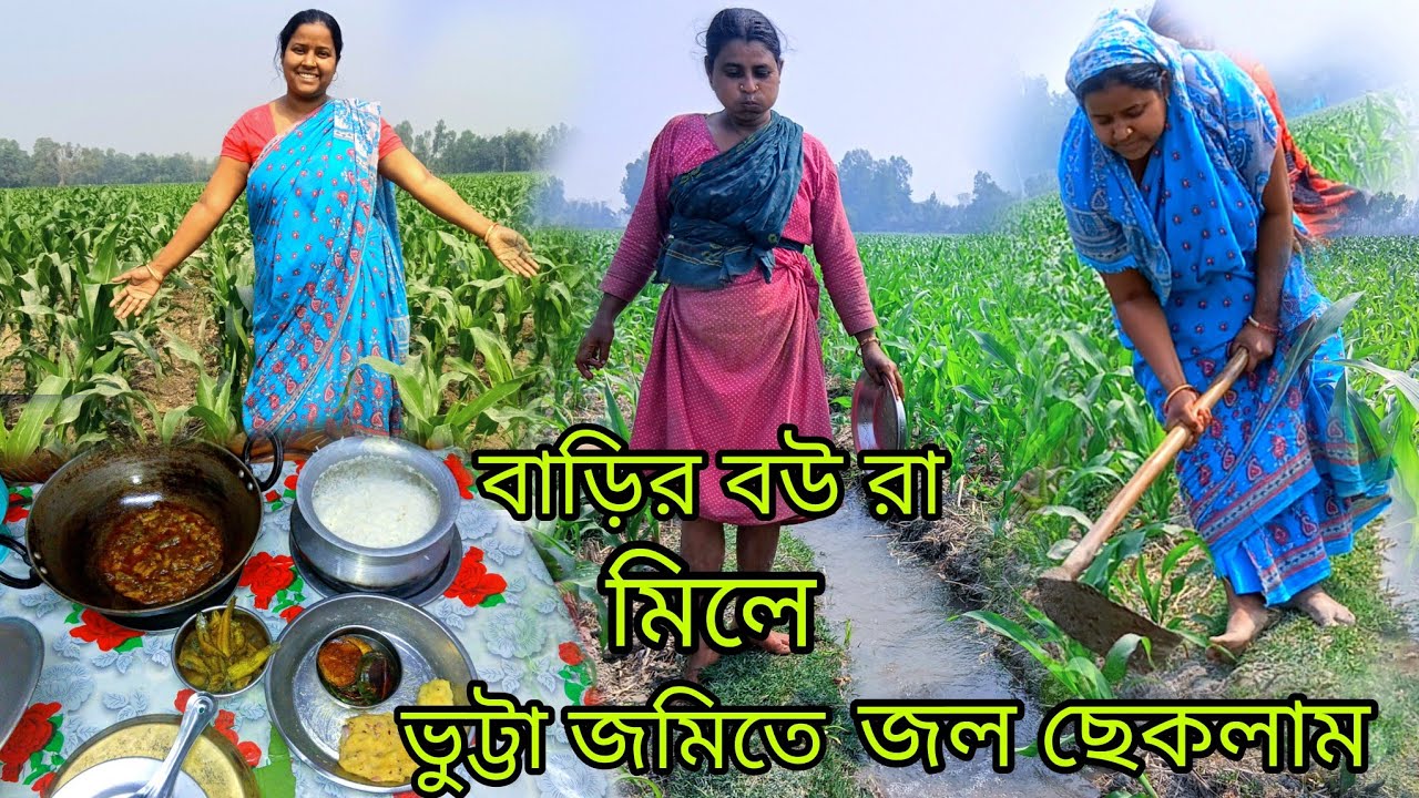 ভুট্টা জমিতে না গেলে জানতেই পারতাম এত বড়ো ক্ষতির কথা কি করে পরে মানুষ এমন করতে সত্যি অবাক লাগে#vlog