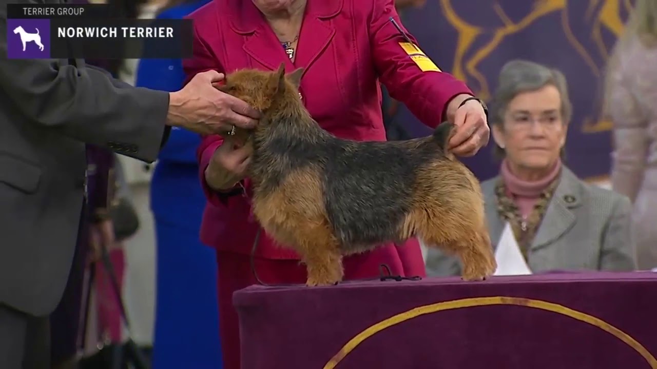 Norwich Terriers | Breed Judging 2020