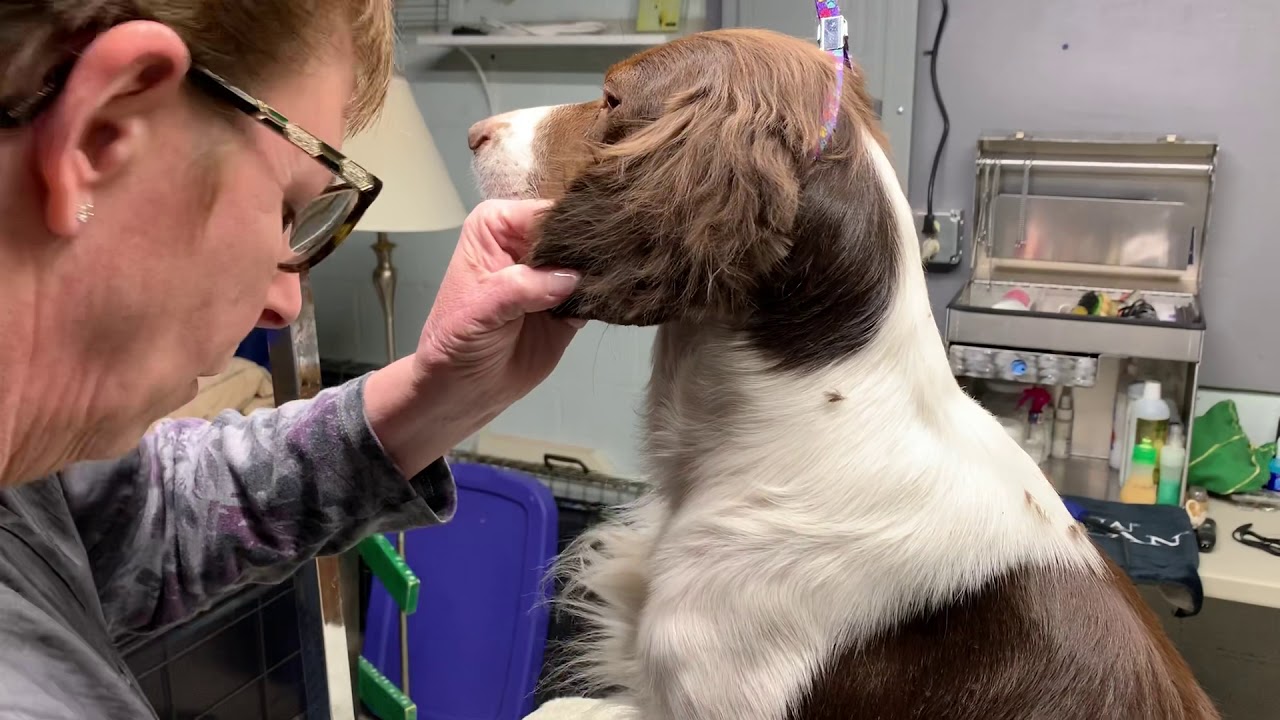 Grooming Brittany Ears 1/18/20