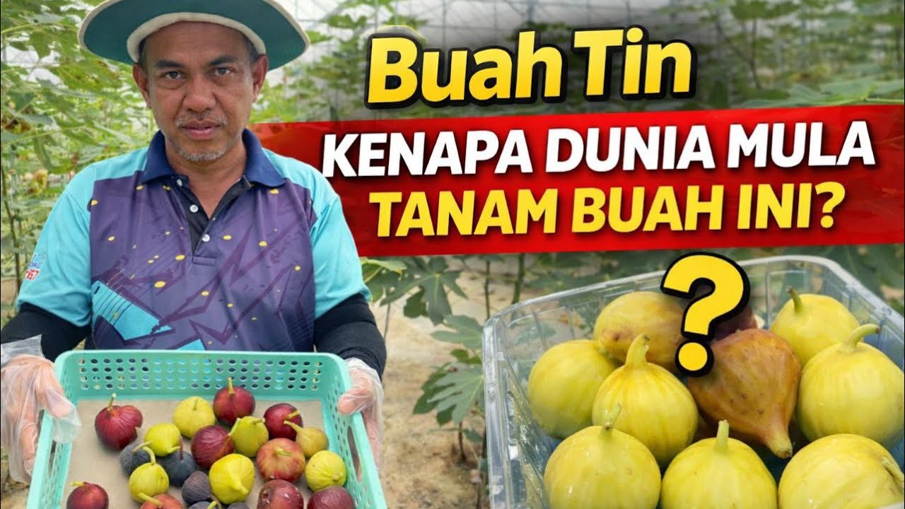 Usahakan 300 pokok buah tin pelbagai varieti