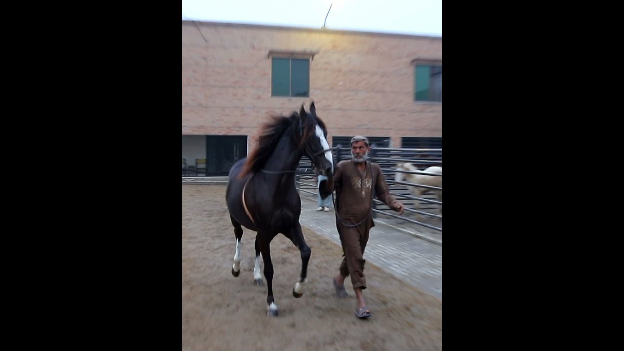 Beautiful horse of Pakistan || puri stud || #shorts #horsevideos #horses #horselovers