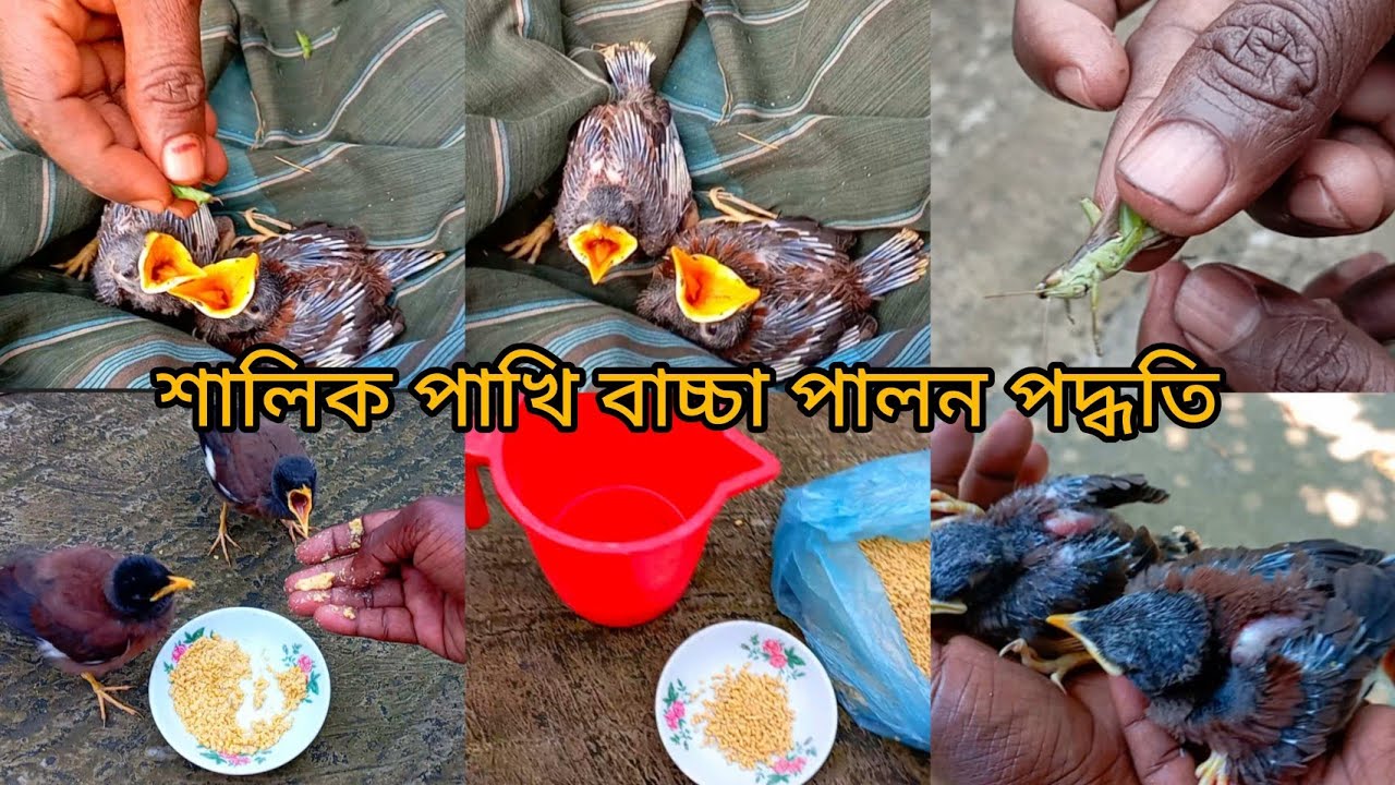 শালিক পাখি বাচ্চা পালন পদ্ধতি ২০২৪ ইং। কিভাবে ফ্রিড খাওয়াবেন। shalik pakhir baccar kabar। jalak kebo