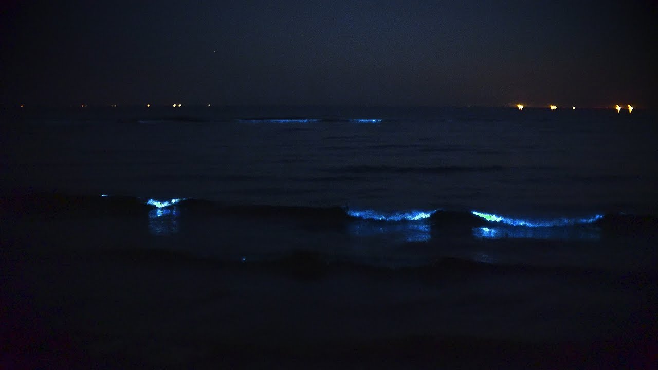 Bioluminescent, Sea Sparkle, Zeevonk Zandvoort aan Zee 19-06-2017 & 22-06-2017