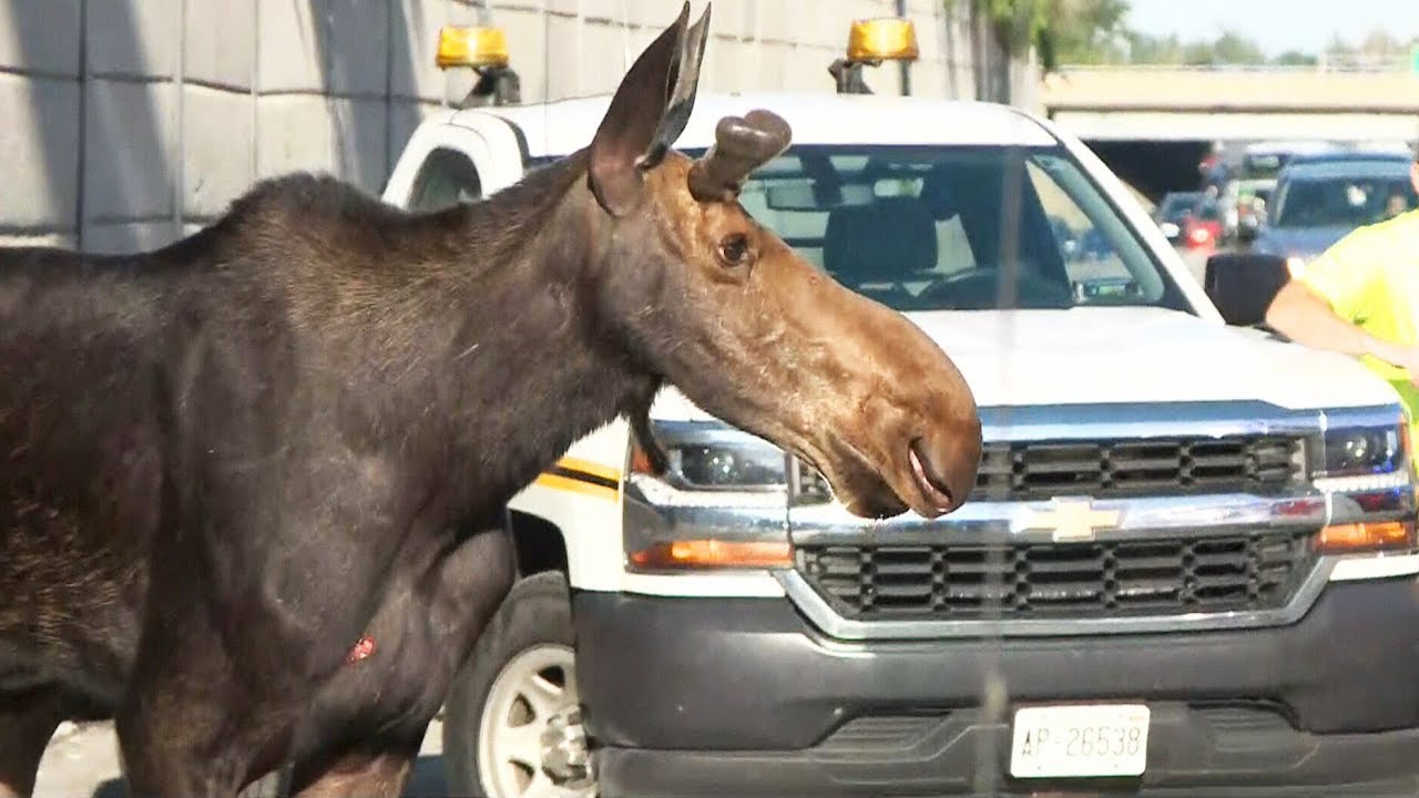 Caught on cam: Moose on the loose on Ottawa highway