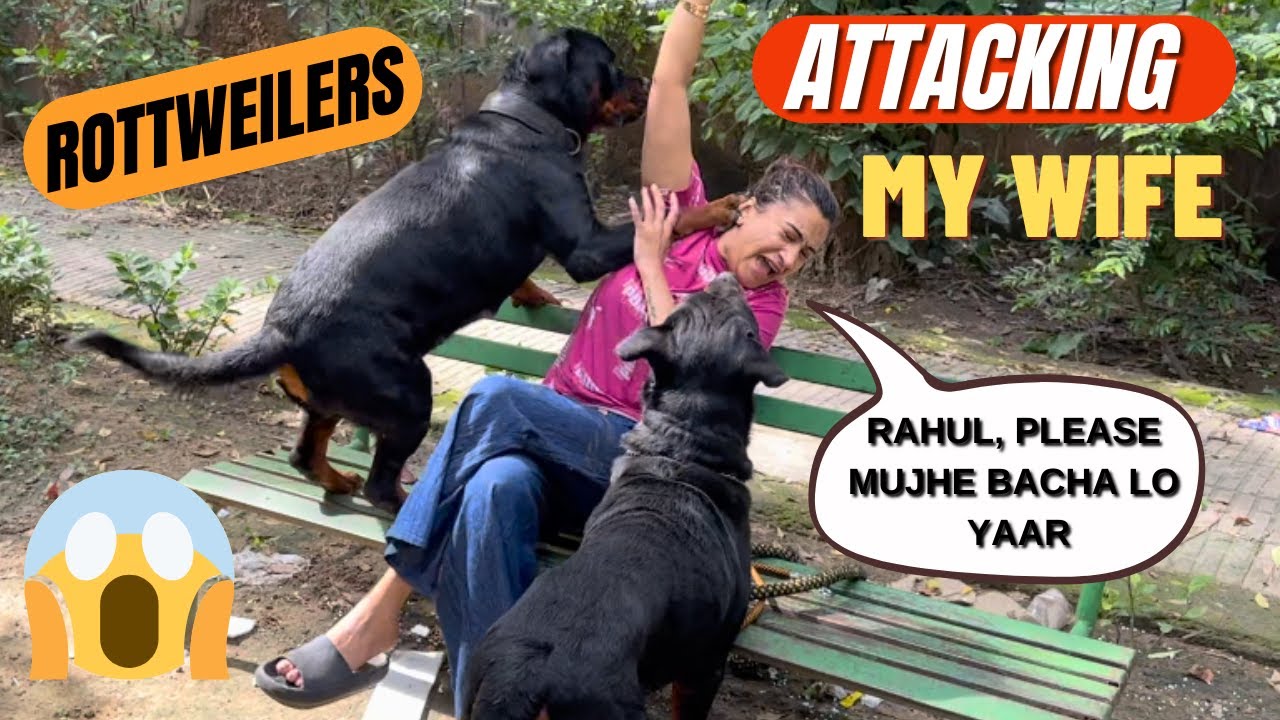 Rottweilers Bubzee & Lady Ollie Ne Mil Kar Kara Attack: Rottweilers Try to Dominate My Wife
